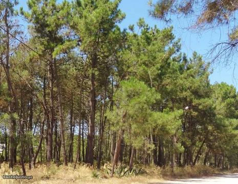 Terreno 300 m2 na Carrasqueira - Sesimbra