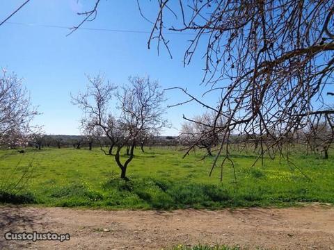 Terreno Agrícola Conceição de Faro - Estoi