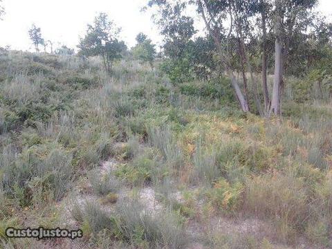 Terreno em Santa Leocádia e Mesquinhata