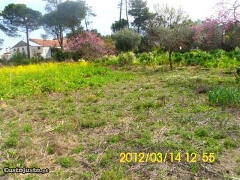 Terreno com 7992m2 Canas de Senhorim Nelas