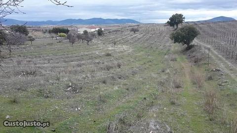 Terreno Rústico - Vila Nova de Foz Côa