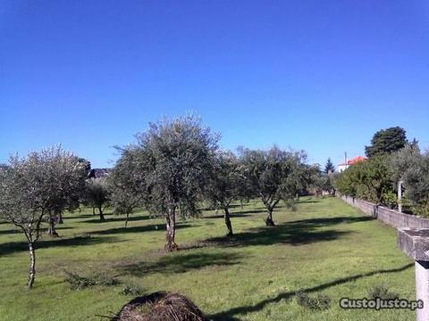 terreno com oliveiras