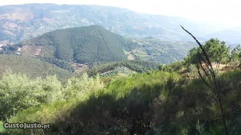 terreno no lugar de Coucão (Gestaçô)