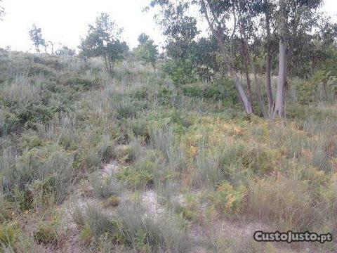 Terreno em Santa Leocádia e Mesquinhata