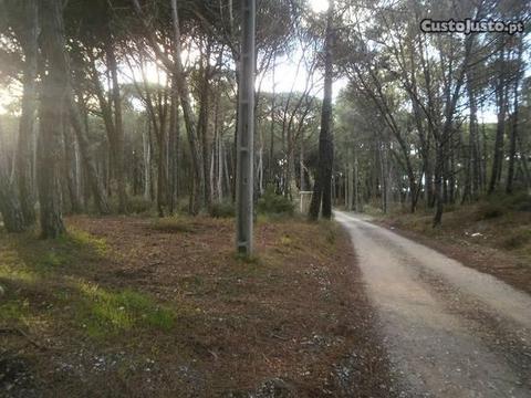 Terreno rústico com pinheiros - Janas - Sintra