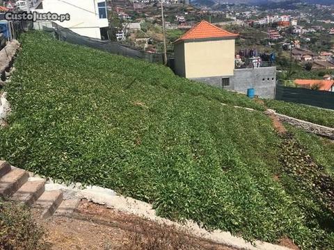 Terreno Câmara de Lobos