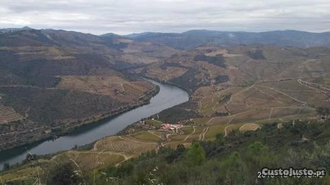 Quinta em Ervedosa do Douro