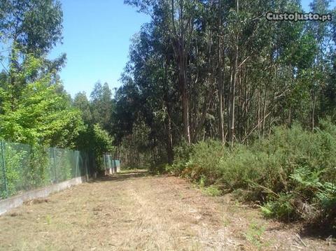 Terreno no centro de Sever- Moimenta da Beira