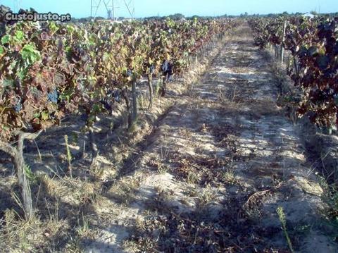Terreno c/ Vinha 23000m2 Palmela