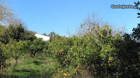 Terreno Agrícola com 4810m2 Silves - BI-FJ764