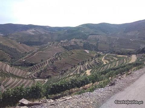 Propriedade Monte Bravo (vinha c/ benefício)